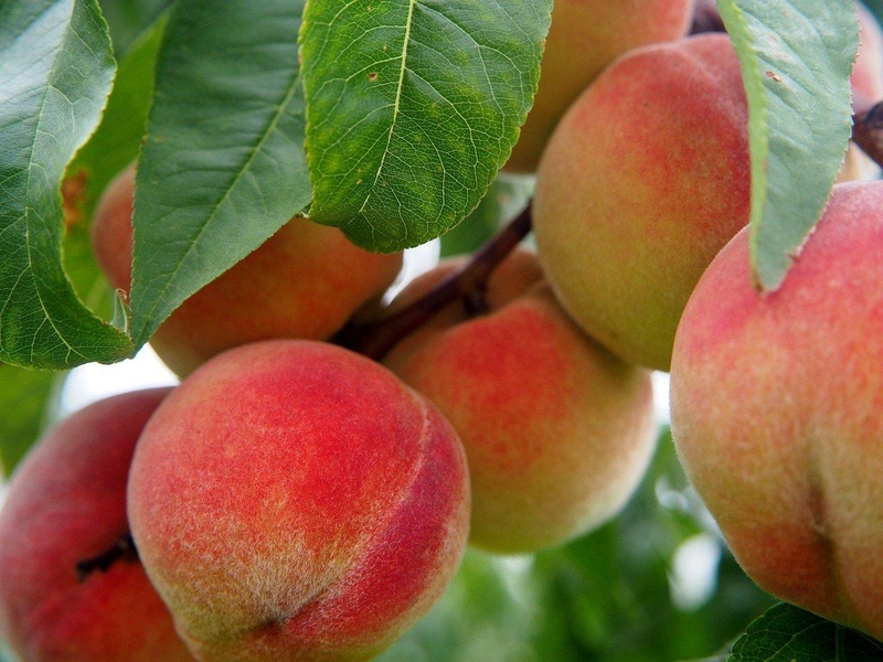 peach-2632182_1280.jpg