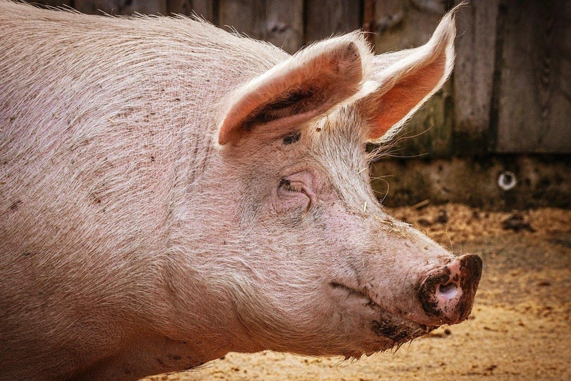 pig-3834738_1280.jpg