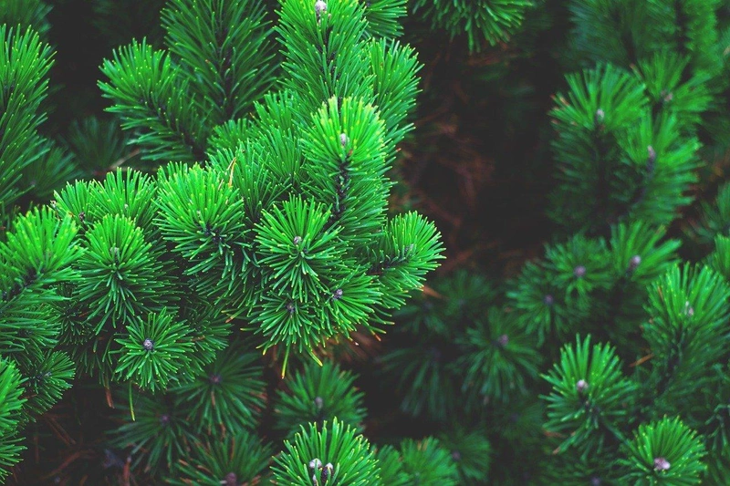 pine-1884335_1280.jpg