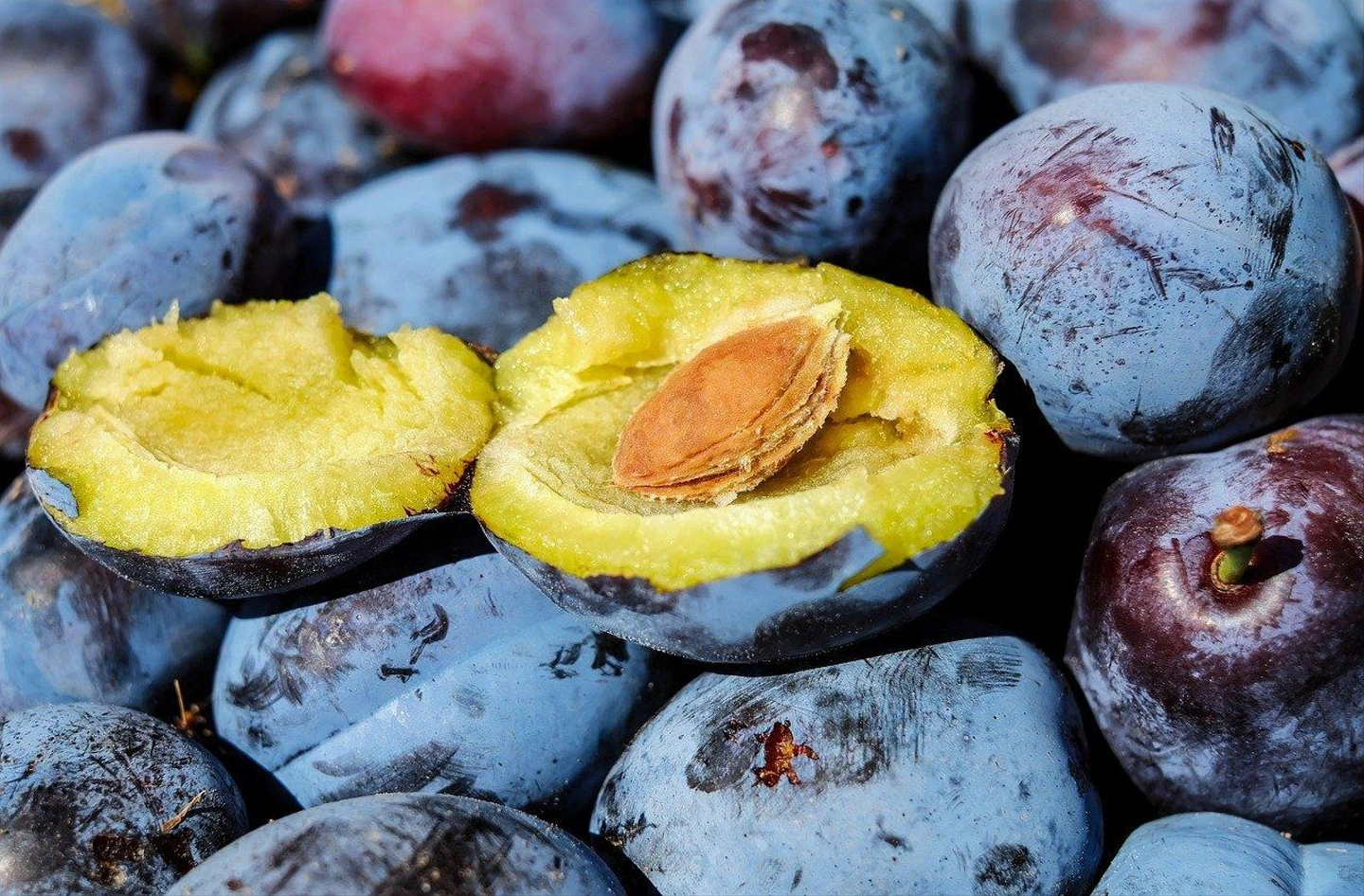 plum-1690579_1280.jpg