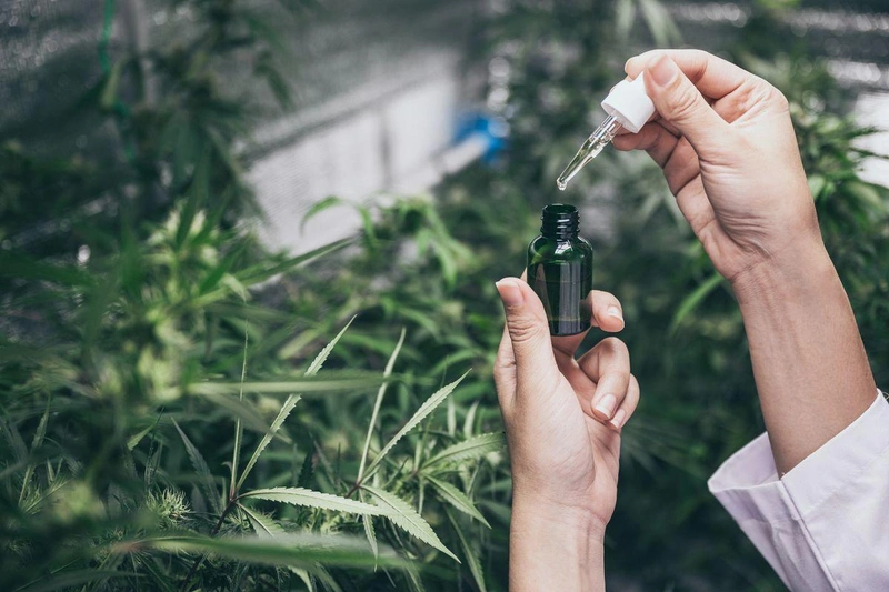 professional-researchers-working-in-a-hemp-field-2025-04-02-18-15-06-utc.jpg