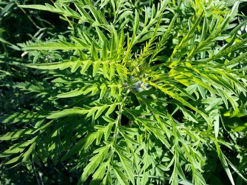 ragweed-219747_960_720.jpg