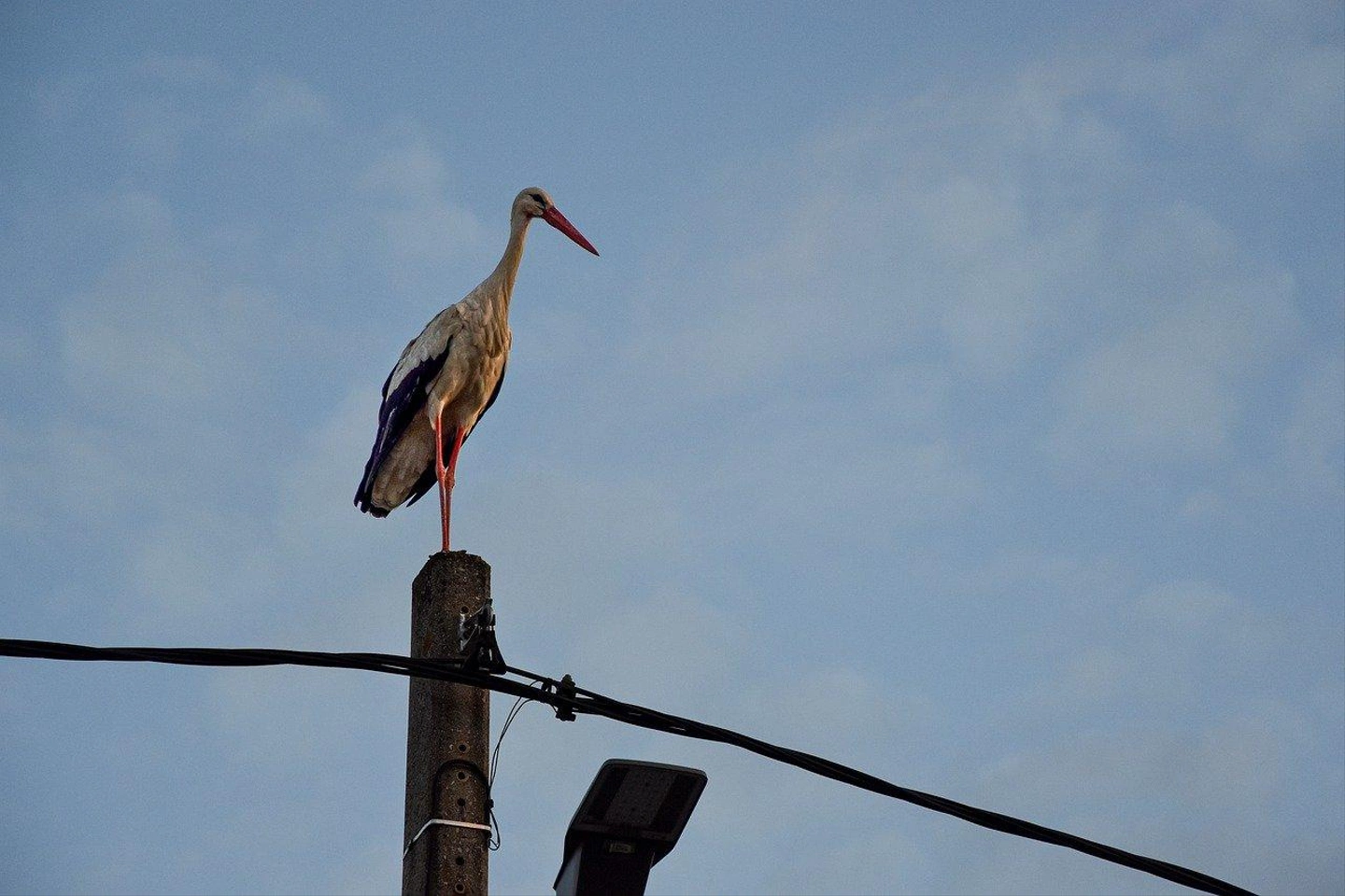 stork-7419880_1280.jpg