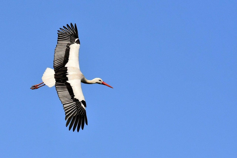 stork-g7f0fc7f5c_1280.jpg