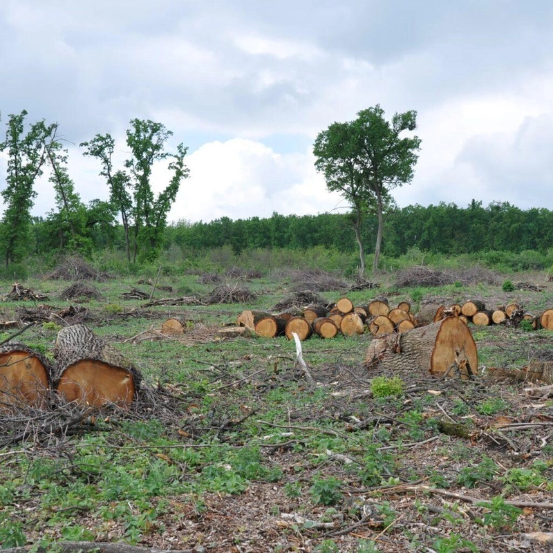 tarvagas-pusztavacs-wwf-magyarorszag-1024x1024-1.jpg
