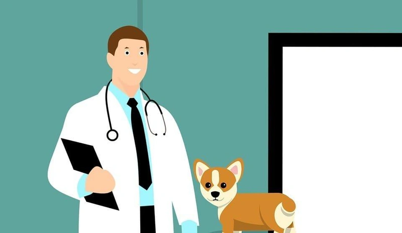 vet-3895477_960_720.jpg