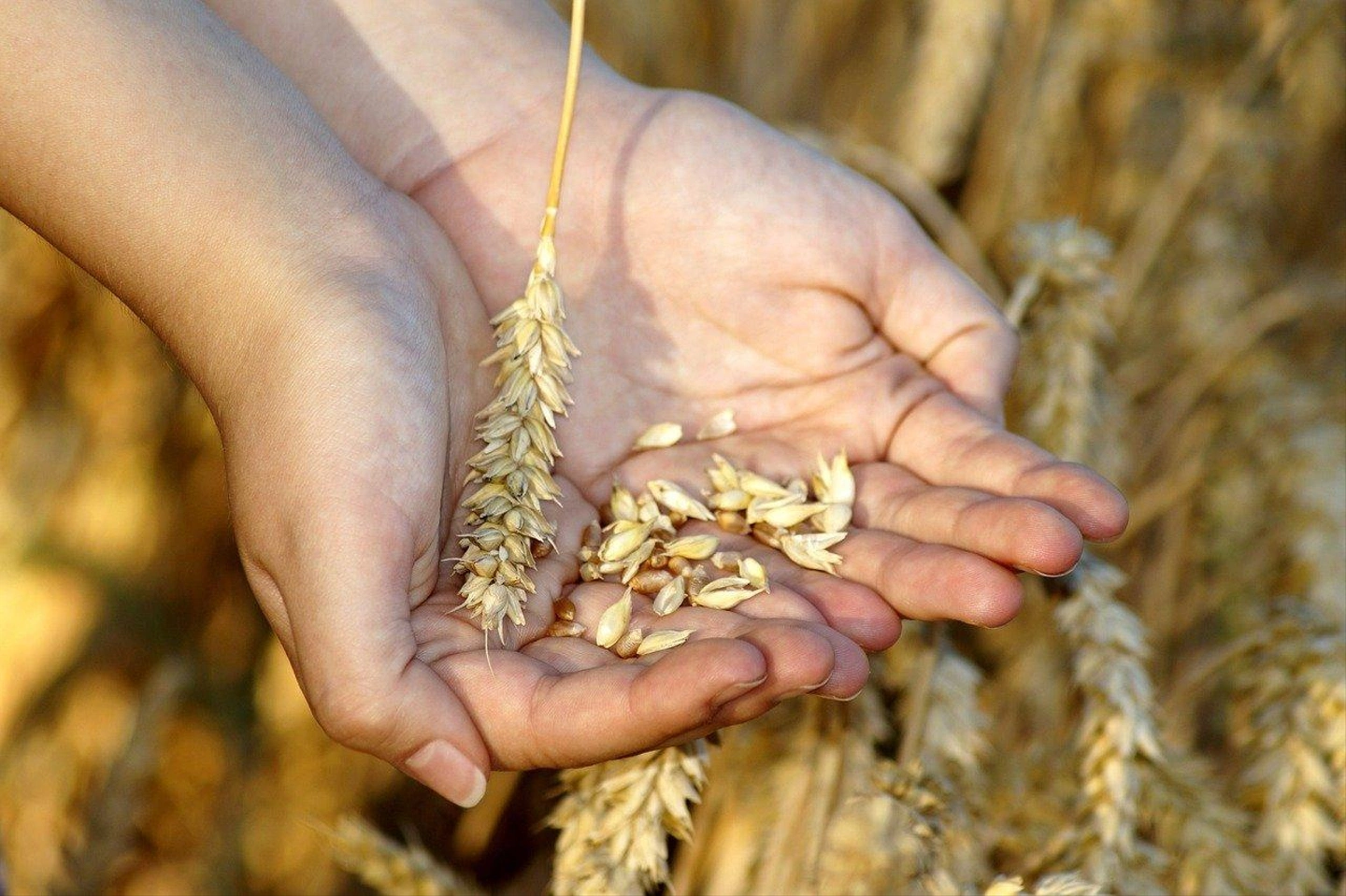 wheat-3534233_1280.jpg